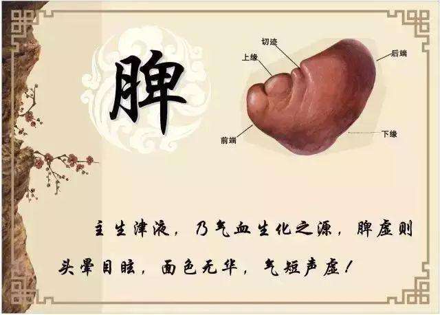 如何調(diào)理脾胃 中醫(yī)調(diào)理脾胃的方法